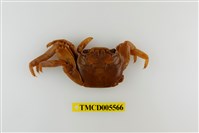 藏品(白紋方蟹)的圖片